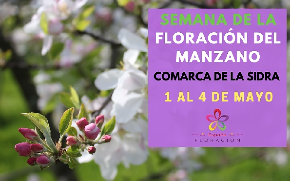 SEMANA DE LA FLORACIÓN DEL MANZANO